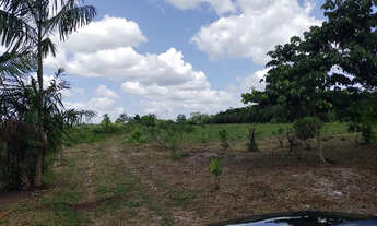 Imagem 6: Sitio 50x500 com plantação de açaí e varias arvores frutiferas por 160 mil reais