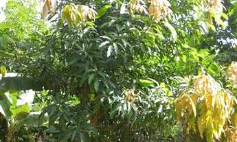 Imagem 5: Chácara Linda com casa e pomar