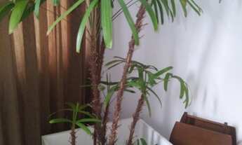 Imagem 7: Caminho das Arvores Parque São Vicente Ap.,3\4 suite