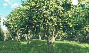 Imagem 7: Fazenda/Sítio/Chácara para venda possui 1076 metros quadrados