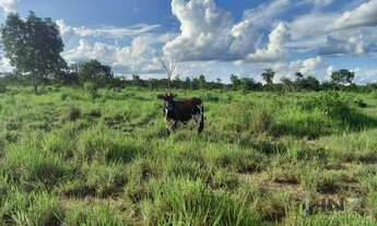 Imagem 7: Fazenda à venda, 492612 m² por R$ 1.200.000,00 - Zona Rural - Araguapaz/GO