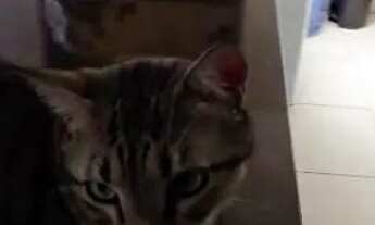 Imagem 5: Apartamento f o i v e n d i d o !conservado a Rua Ramos Botelho, 620