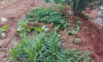 Imagem 4: Terreno 2 alqueires, escriturado em Córrego do Deserto, Alfredo Chaves ES.
