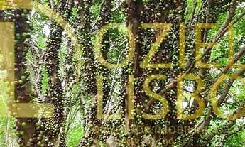 Imagem 5: CHÁCARA 25 HECTARES 25.000 ESCRITURADA 2 CASAS SEDE PISCINA CHURRASQUEIRA DF 180 PLANA 9