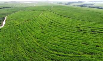 Imagem 7: Fazenda de cana 140 alqueires Região de Piracicaba SP