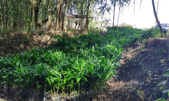 Imagem: 50 hectares na estrada de igarapé açu