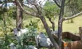 Imagem 5: FAZENDA EM AURORA DO TOCANTINS