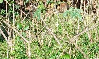 Imagem 4: Linda chacara com ribeirao casa pitoresca apenas 123 mil.reais