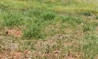 Imagem 5: Terreno à venda em Araraquara, Jardim Brasília (Vila Xavier