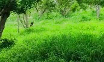 Imagem 5: Oportunidade localização privilegiada para venda Chácara