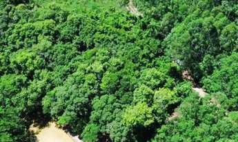 Imagem: Sítio / Chácara para Venda em Picada Café