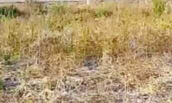 Imagem 3: Terreno bem localizado CE.040 Beberibe Ceará 30/30 40 mil preço a negociar baixei pra ve