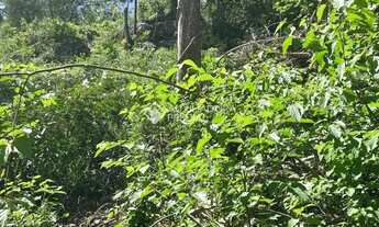 Imagem 2: Loteamento Bosque das Araucárias - Linha Imperial