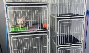 Imagem 6: PetShop Zona leste. Ref; 1021