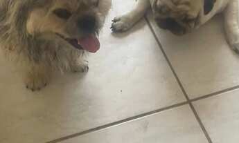 Imagem 6: Vendo os 2 um de raça