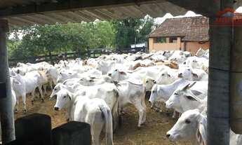 Imagem 6: Fazenda com 3 dormitórios à venda, 520000 m² por R$ 9.300.000 - Fazendinha - Araruama/RJ