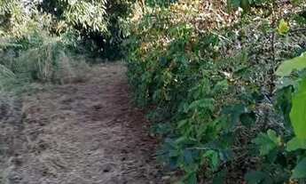 Imagem 7: Sitio com 1.5 Alqueires em São Sebastião do Paraiso com Café - Pablo