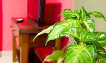 Imagem 7: Casa à venda no Jardim das Magnólias, em Sorocaba /SP