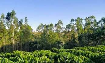 Imagem 6: Sitio com 1.5 Alqueires em São Sebastião do Paraiso com Café - Pablo