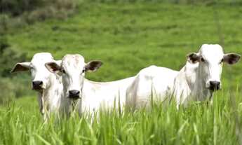 Imagem: Sítio pasto em Pedranópolis