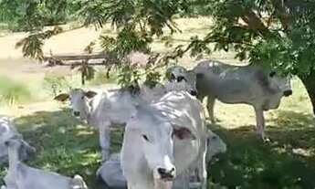 Imagem: FAZENDA EM AURORA DO TOCANTINS