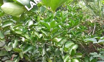 Imagem 2: Chácara Linda com casa e pomar