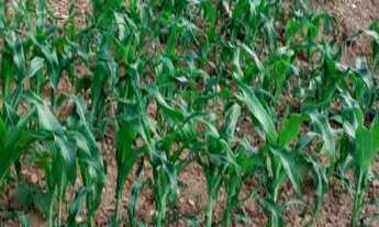 Imagem 2: Lote/Terreno para venda tem 1000 metros quadrados em Recanto das Árvores - Ibirité - MG