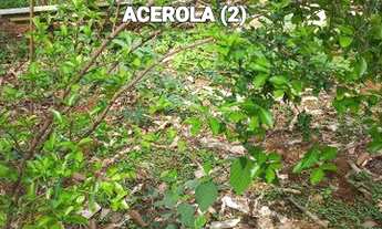 Imagem 7: Chácara Linda com casa e pomar