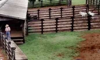 Imagem 3: Fazenda em Rorainópolis 700 Cabeça de Gado ?