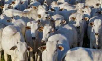 Imagem 4: Fazenda em Rorainópolis 700 Cabeça de Gado ?