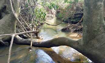 Imagem 4: Chácara entre Bela Vista e Piracanjuba com riacho a 80 km de Goiânia 2 hectares
