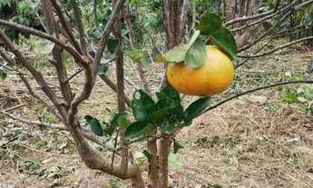 Imagem 4: Chácara Chácara com venda por R$180.000