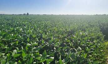 Imagem 7: Sitio 18 ectares valor 800.000