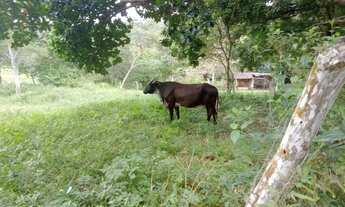 Imagem 7: Sitio em Candeias com 74.000m2