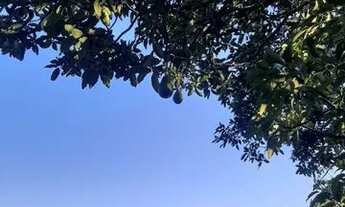 Imagem 4: Sitio com 1.5 Alqueires em São Sebastião do Paraiso com Café - Pablo