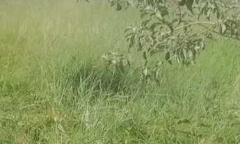 Imagem 6: Terreno com acesso asfaltado