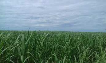 Imagem: Sitio de Cana a 55 toneladas