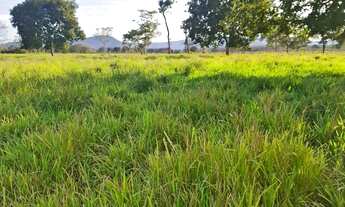 Imagem 2: Sítio excelente todo formado