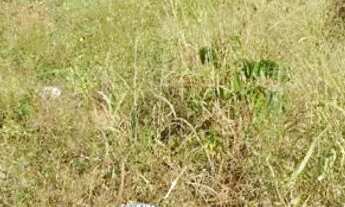 Imagem: Vendo terreno na rua xilema zona sul de