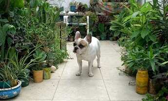 Imagem 7: Vendo Apartamento 2 quartos Urca - rua tranquila