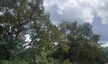 Imagem 4: FAZENDA À VENDA EM RIACHÃO - MA - 2.120 HECTARES (DUPLA APTIDÃO