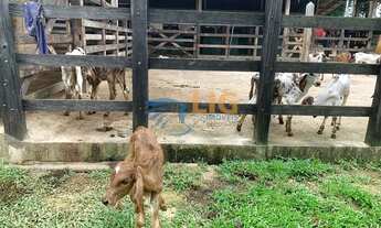 Imagem 7: Fazenda/Sítio/Chácara para venda tem 50000 metros quadrados em centro - Vigia - PA