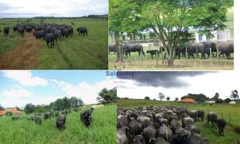 Imagem 4: Santana do Itararé - Fazenda - RURAL