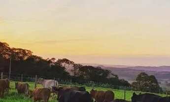 Imagem 2: OPORTUNIDADE!! CHÁCARA 2,5 Alq. A VENDA 18km de cascavel