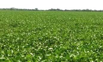 Imagem: R$190 milhões Fazenda de 260 alqueires