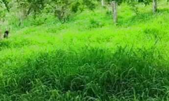 Imagem 6: Oportunidade localização privilegiada para venda Chácara