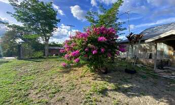 Imagem 5: Fazenda/Sítio/Chácara na AM010 KM 20 para venda tem 250000 m2 em Zona Rural - Rio Preto da