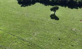 Imagem 6: Fazenda à Venda em Anicuns GO | 34 Alqueires | 28 em Lavoura