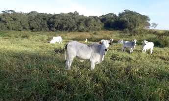 Imagem 5: Área para venda perto do Centro de Monte Mor estuda permuta