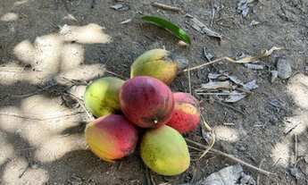 Imagem 6: Terra 11,5 alqueires